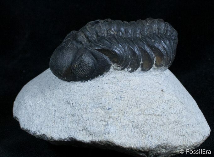 Bargain Reedops Trilobite - inches #2977